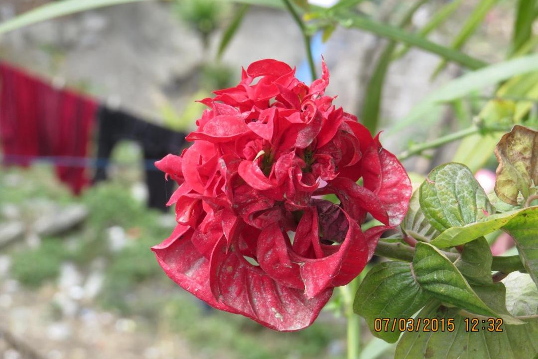 Photo of Others in Lachung