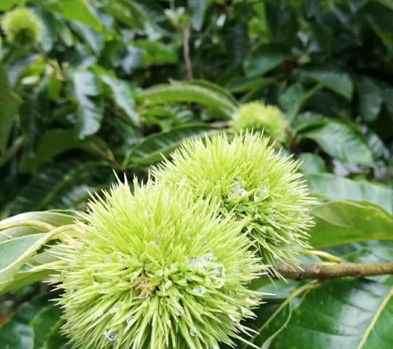 Photo of Others in Moganshan