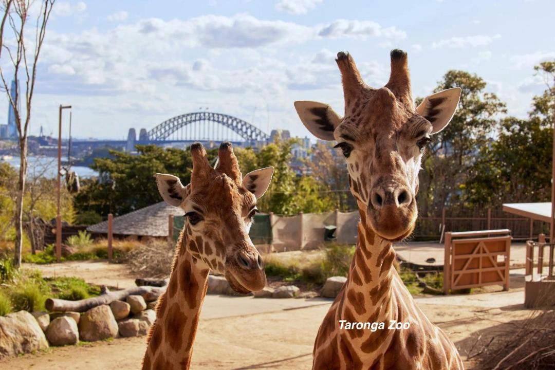 Photo of Others in Kirribilli