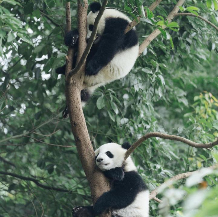 Photo of Others in Chengdu City Centre