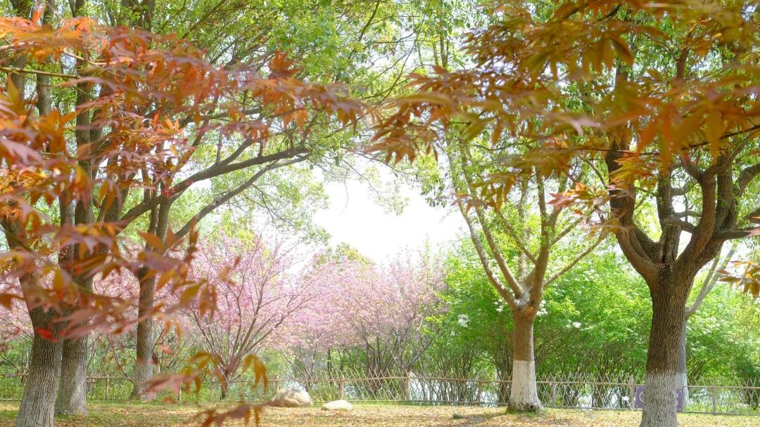 Photo of Others in Tianfu'an