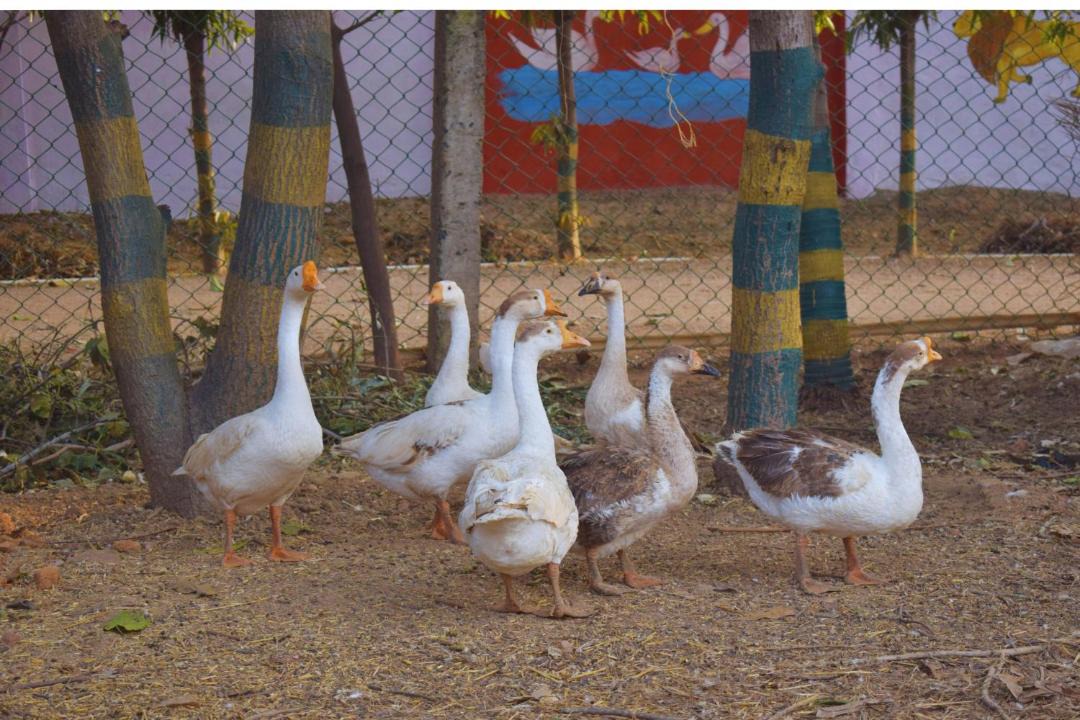 Photo of Others in Arrah