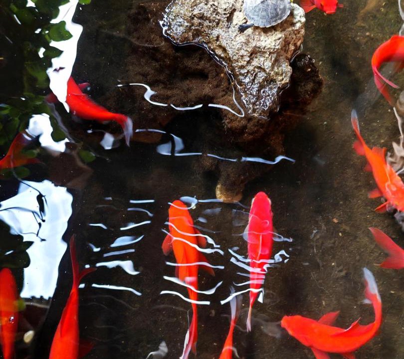 Photo of Others in Shuhe Old Town