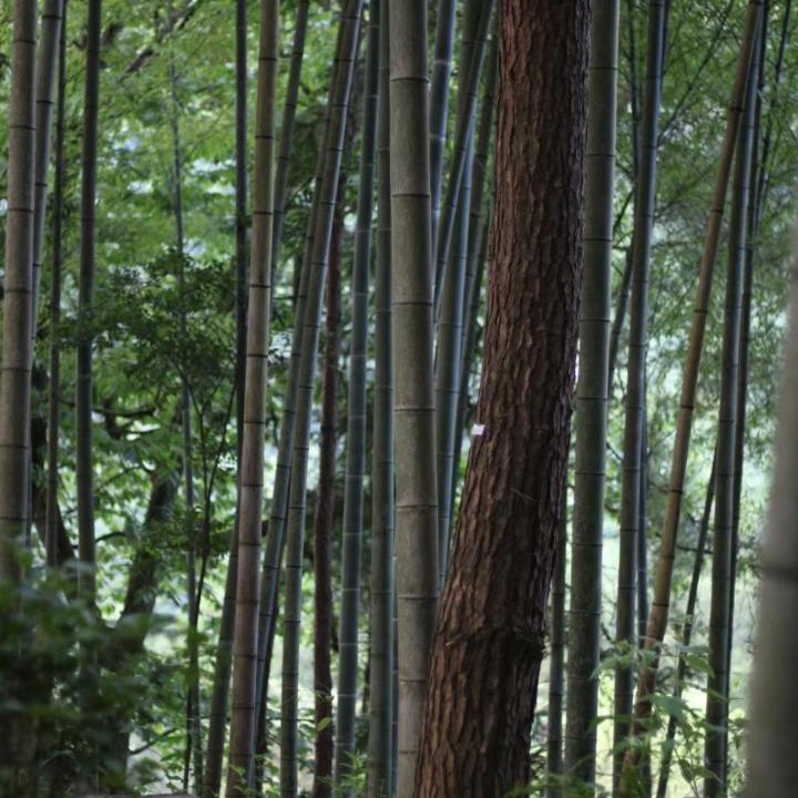 Photo of Others in Wulingyuan