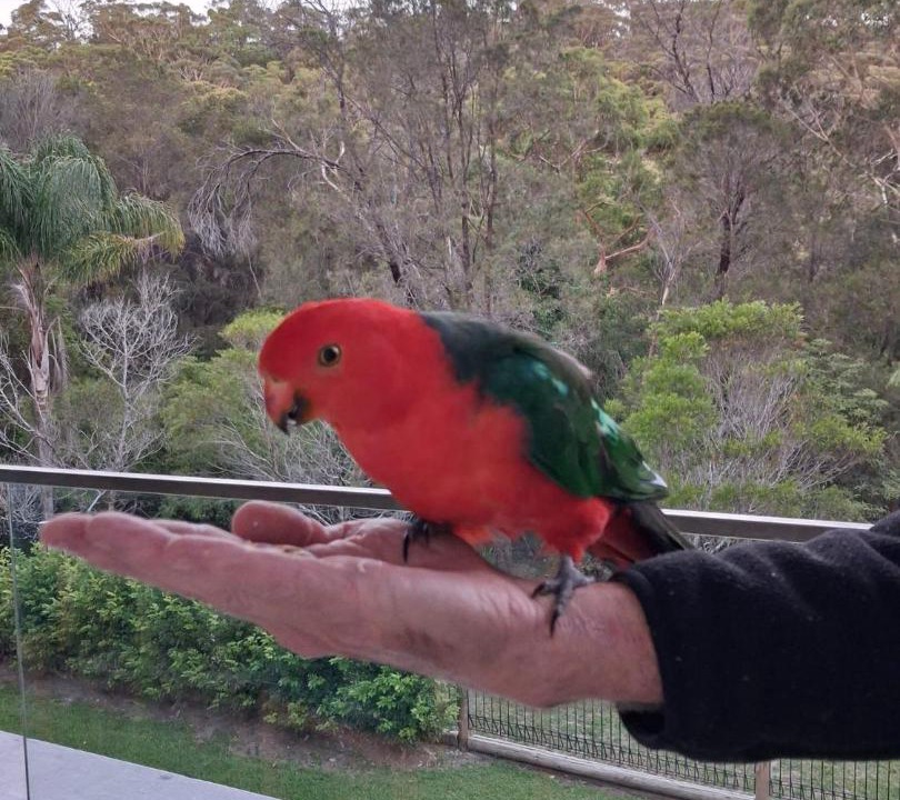 Photo of Others in East Killara