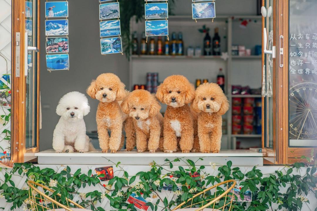 Photo of Others in Shuhe Old Town
