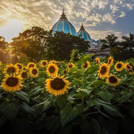 Photo of Others in Mayapur