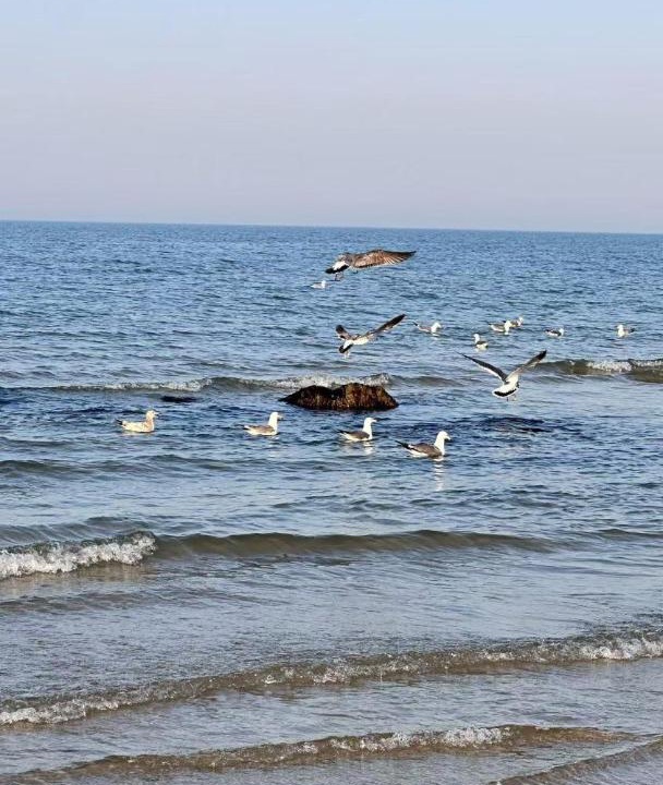 Photo of Others in Yantai