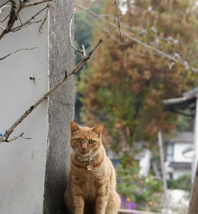 Photo of Others in Xihu