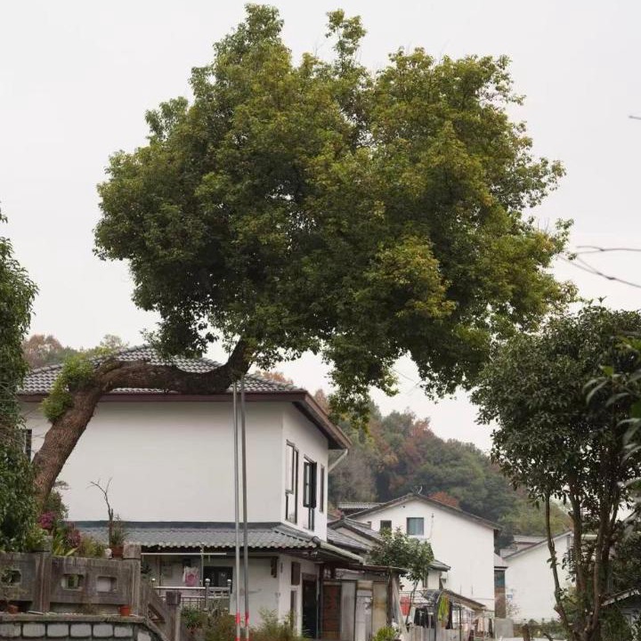 Photo of Others in Xihu