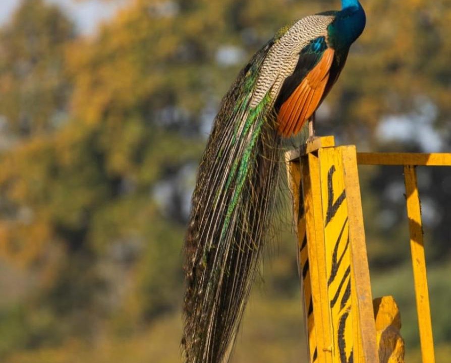 Photo of Others in Puranpur