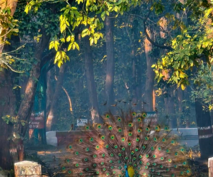 Photo of Others in Puranpur
