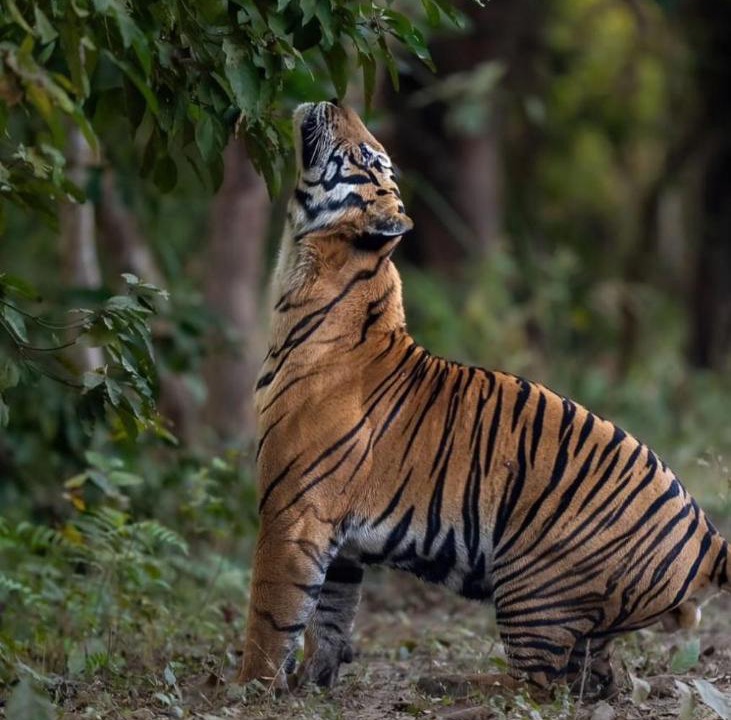 Photo of Others in Puranpur