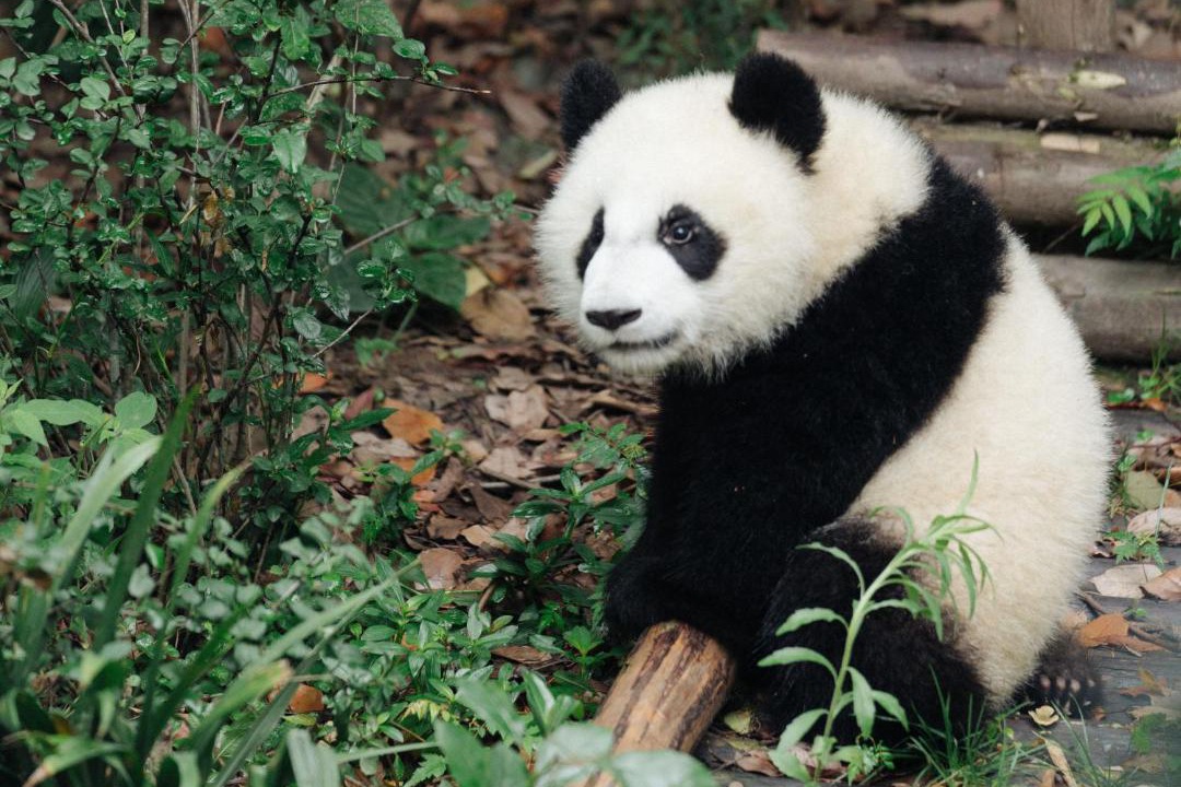 Photo of Others in Chengdu City Centre