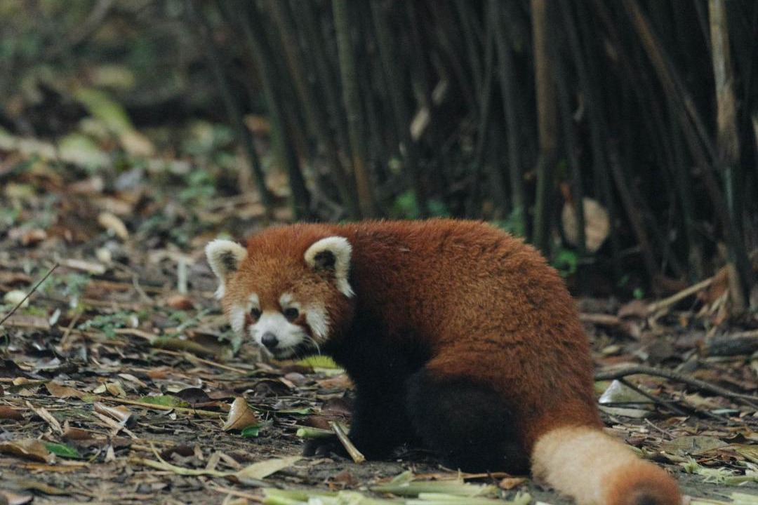 Photo of Others in Chengdu City Centre