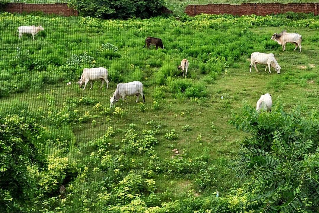 Photo of Others in Govardhan