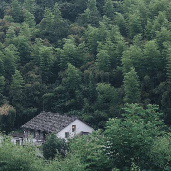 Photo of Others in Moganshan