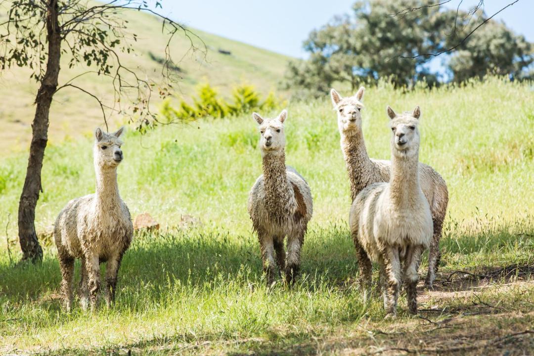 Photo of Others in Bonnie Doon