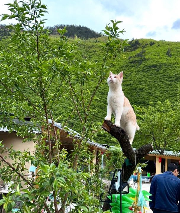 Photo of Others in Jiuzhaigou
