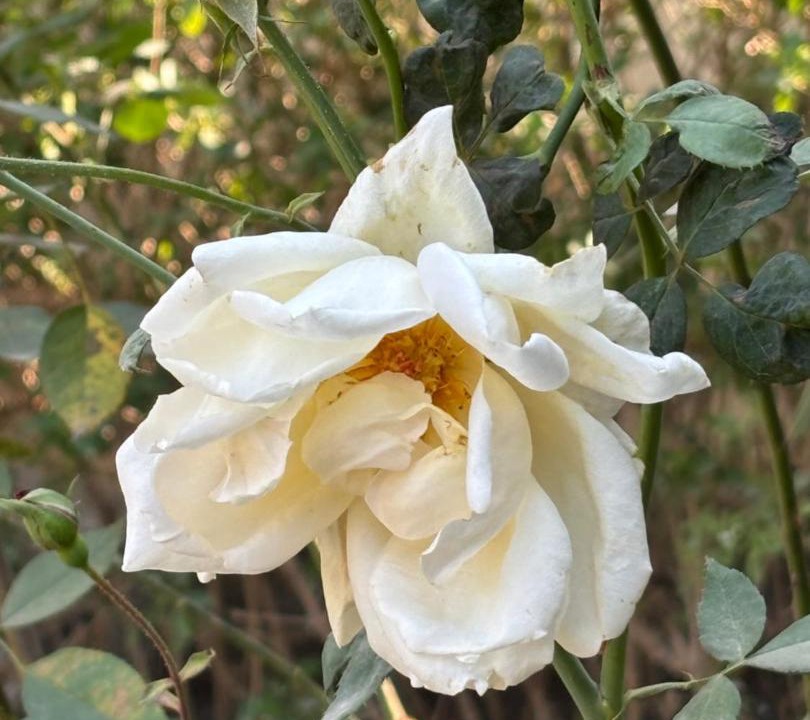 Photo of Outdoor in Mathura