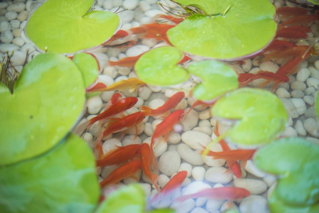 Photo of Others in Suzhou Old Town