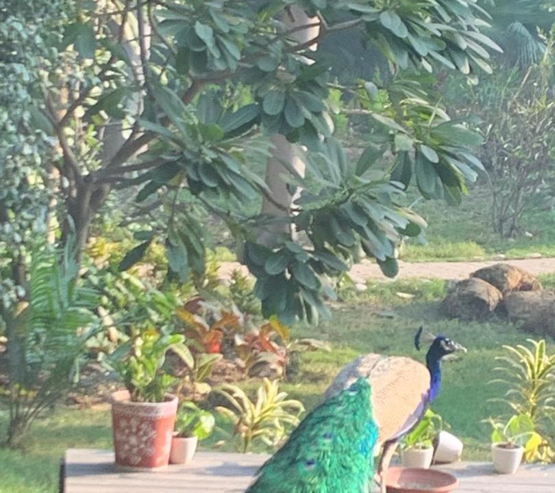 Photo of Others in Mathura