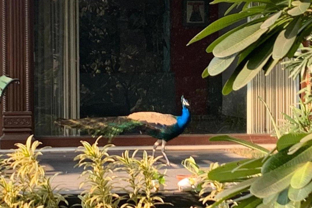 Photo of Others in Mathura