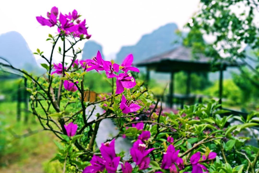 Photo of Others in Yangshuo