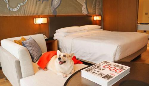 Room - Pet Friendly