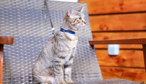 Standard King Room - Pet Friendly